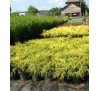 Кипарисовик горохоплодный  Санголд (Sungold) С2.